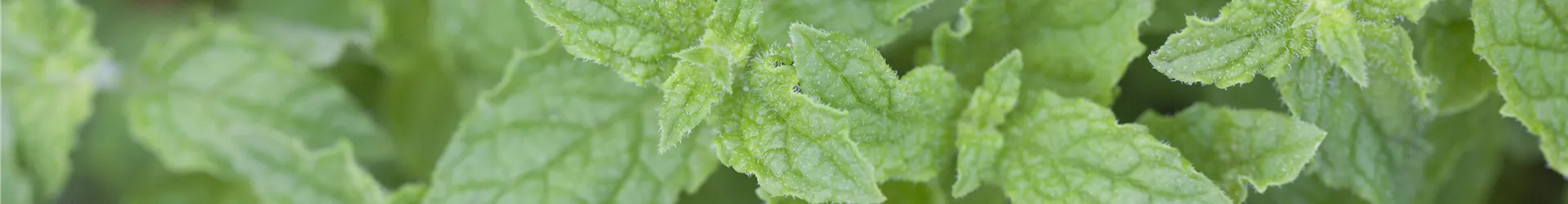 Mentha 'Erdbeere'