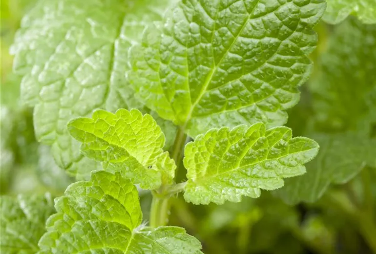 Mentha