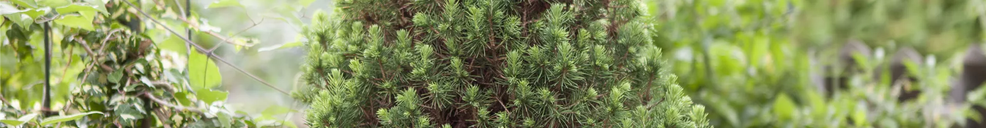 Picea glauca 'Conica'