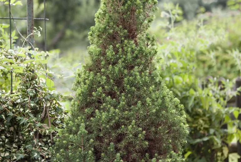 Picea glauca 'Conica'