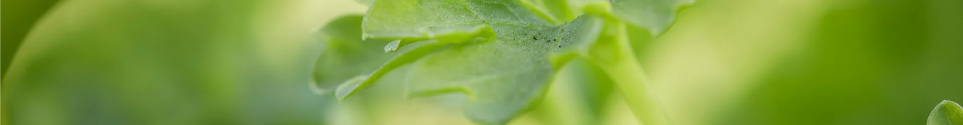 Petroselinum crispum Petroselinum crispum