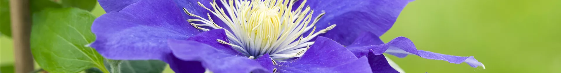 Clematis, blau Clematis, blau