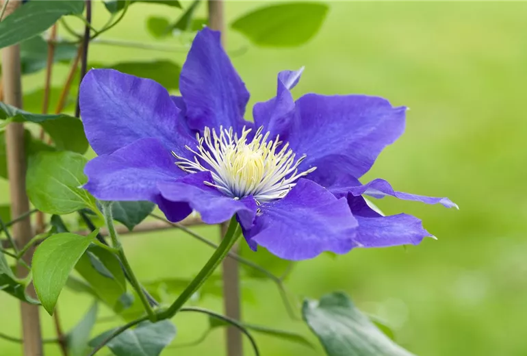 Clematis, blau Clematis, blau