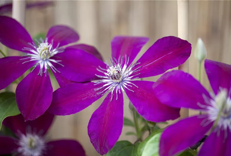 Clematis 'Westerplatte' Clematis 'Westerplatte'