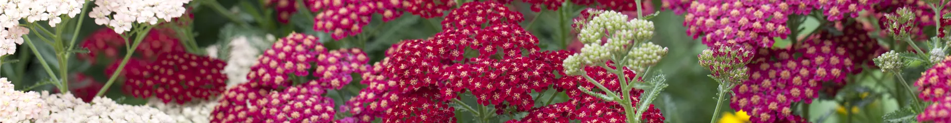 Achillea millefolium 'Red Velvet'