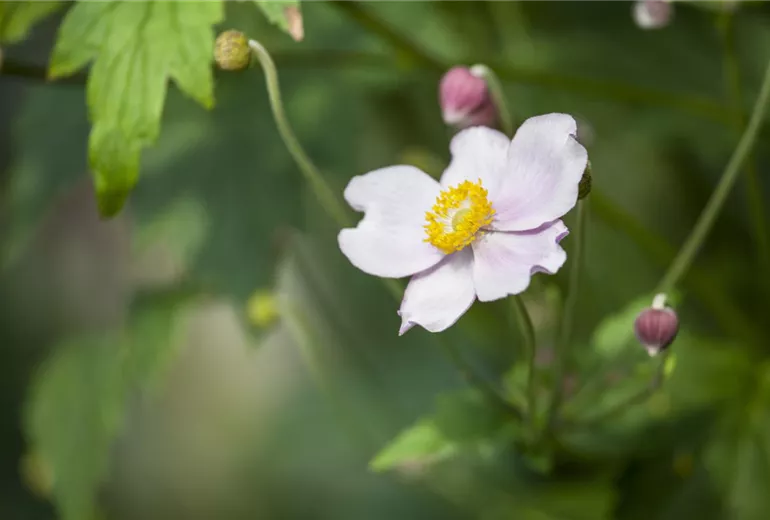 Anemone japonica, rosa Anemone japonica, rosa