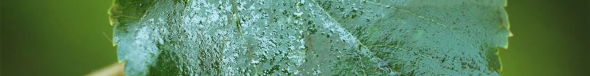 Honigtau auf Lindenblatt