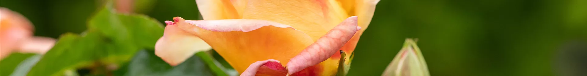 Beetrose, apricot Beetrose, apricot