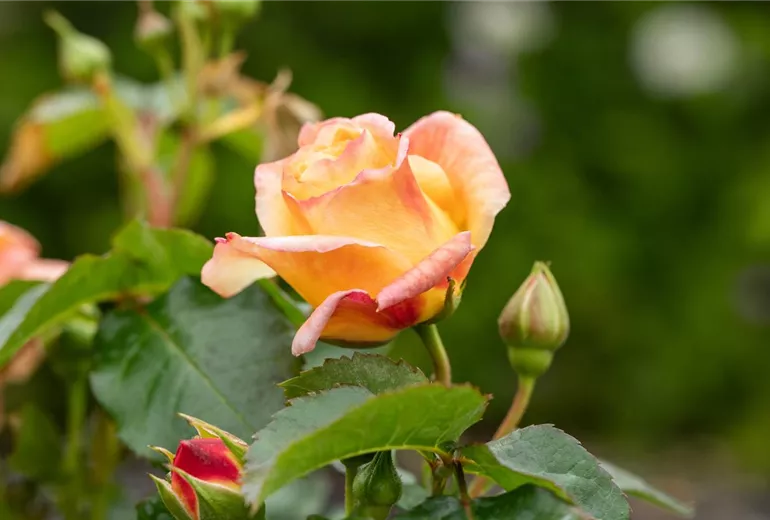 Beetrose, apricot Beetrose, apricot