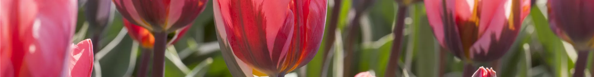 Tulipa Tulipa