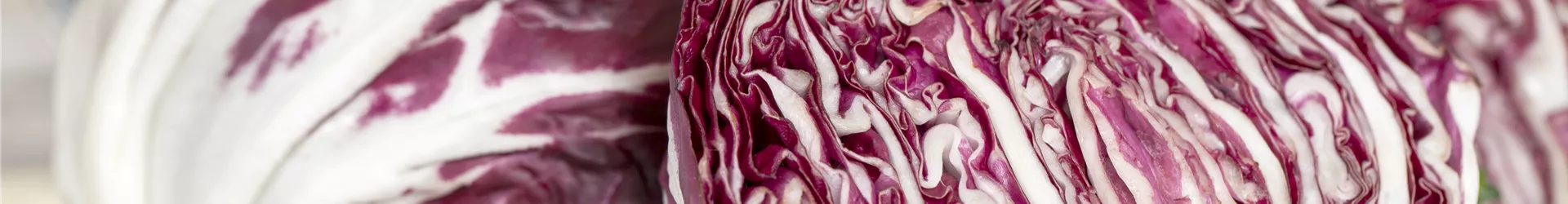 Cichorium intybus var. foliosum