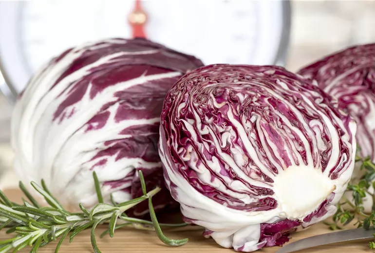 Cichorium intybus var. foliosum