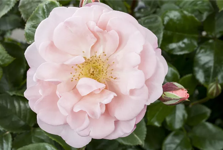 Rosa