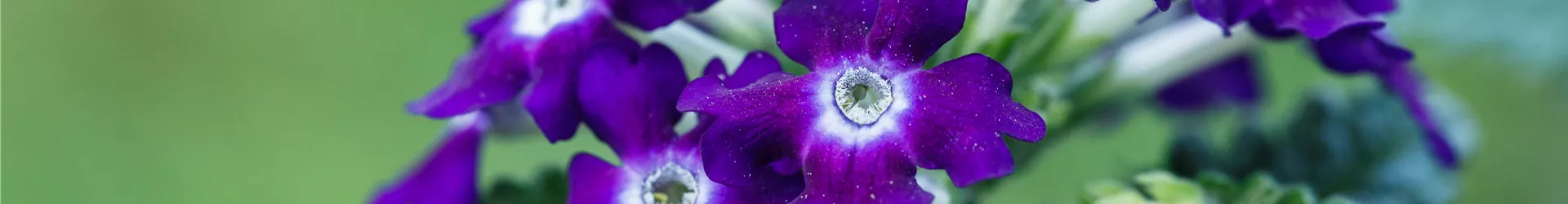 Verbena aufrecht Verbena aufrecht