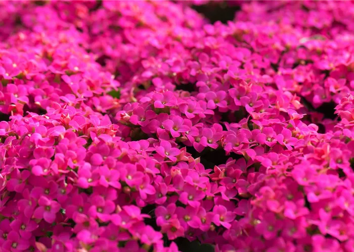 Feuer und Pflanze - Das Flammende Käthchen Feuer und Pflanze - Das Flammende Käthchen