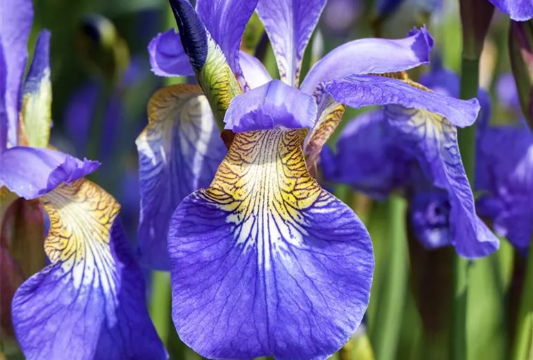 Iris sibirica