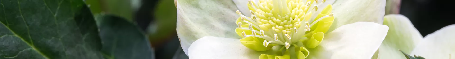 Helleborus x ericsmithii 'HGC Shooting Star'®