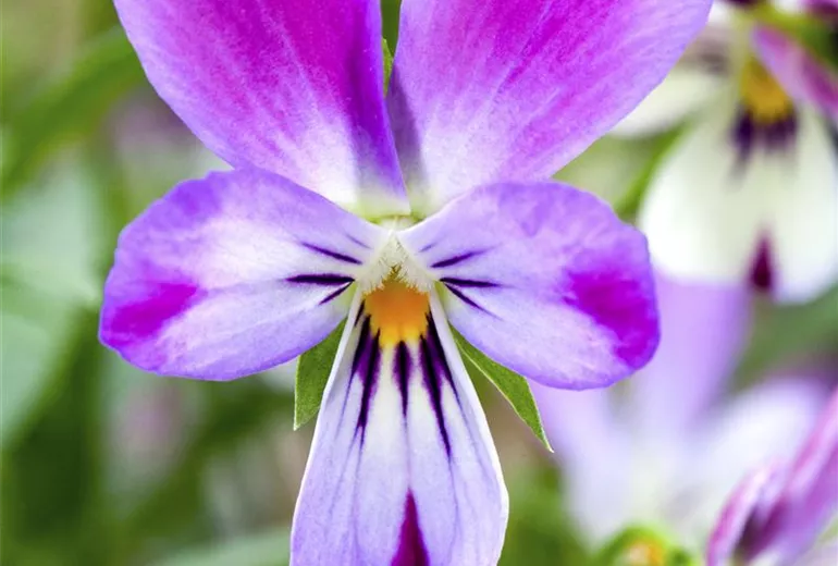 Viola 'Bunny Ears'
