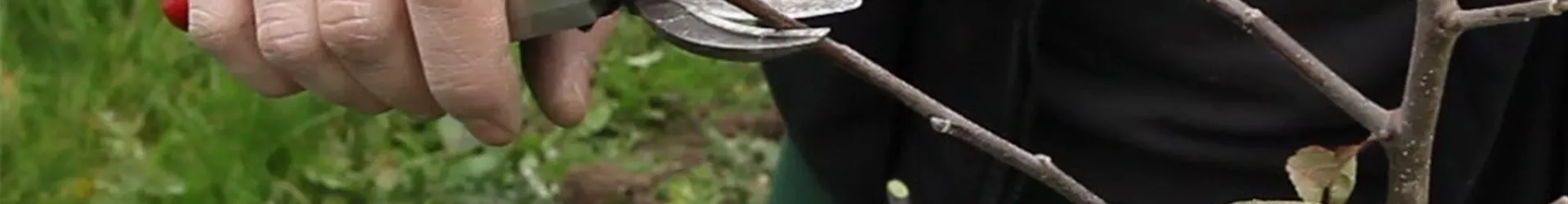 Apfelbaum - Pflanzschnitt (Anleitung - 3) Apfelbaum - Pflanzschnitt (Anleitung - 3)