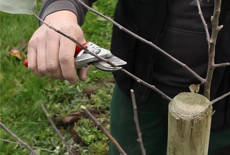 Apfelbaum - Pflanzschnitt (Anleitung - 3) Apfelbaum - Pflanzschnitt (Anleitung - 3)