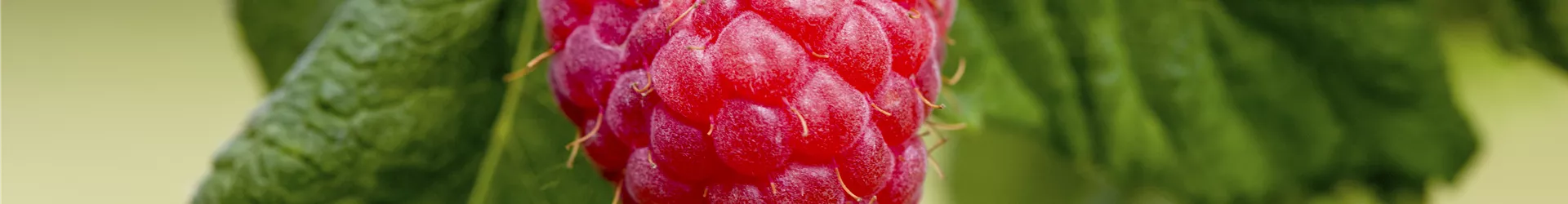 Rubus idaeus 'Malling Promise' Rubus idaeus 'Malling Promise'