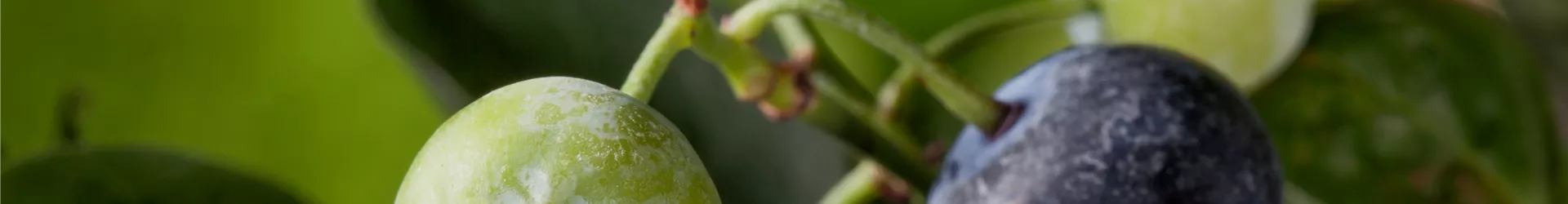 Vaccinium corymbosum 'Bluegold' Vaccinium corymbosum 'Bluegold'