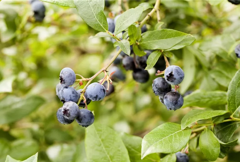 Vaccinium corymbosum Vaccinium corymbosum
