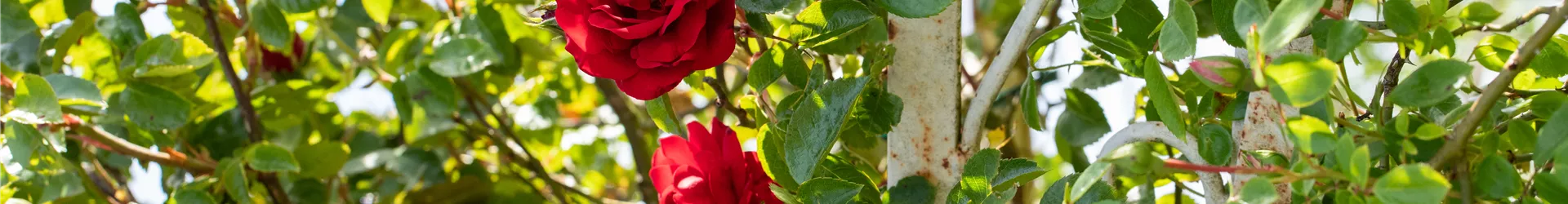 Kletterrose, rot Kletterrose, rot