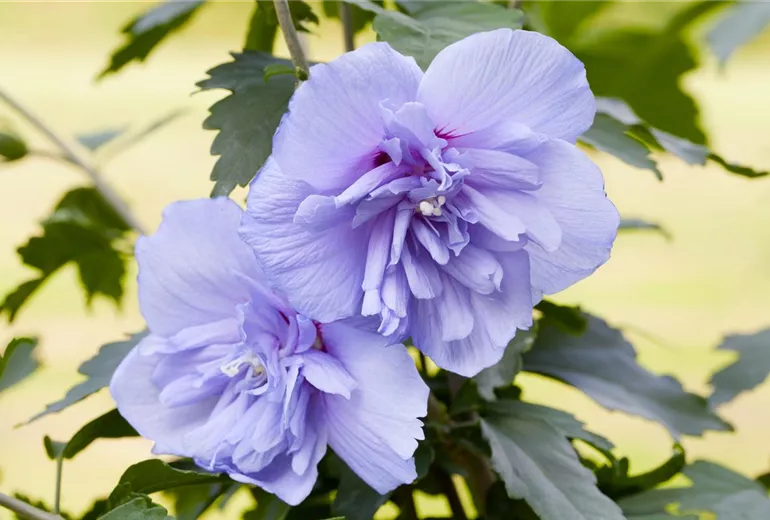 Hibiscus syriacus 'Blue Chiffon'® Hibiscus syriacus 'Blue Chiffon'®