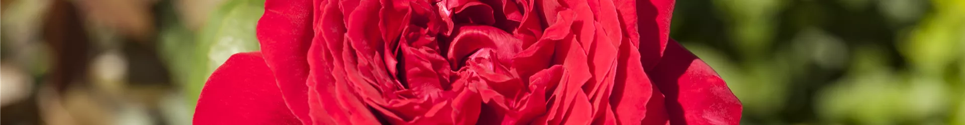 Edelrose, rot Edelrose, rot