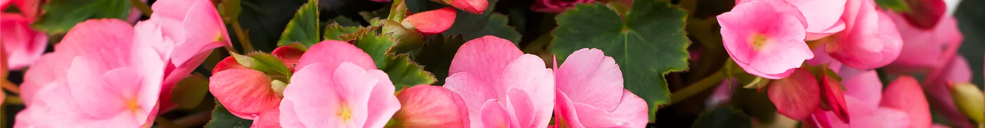 Begonia betulia
