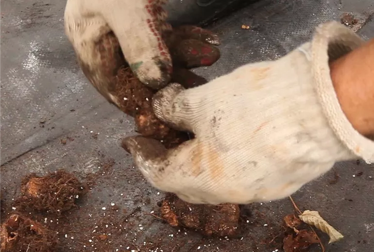 Begonien - Überwintern (Anleitung - 3)