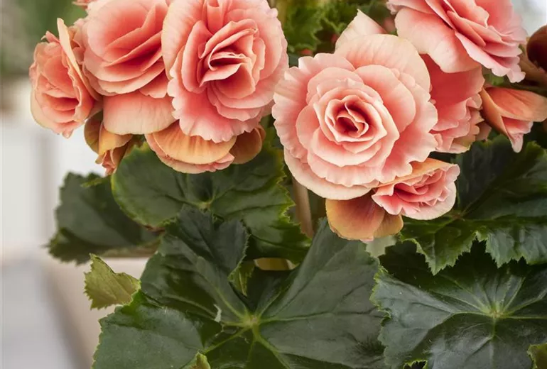 Begonia elatior, rosa