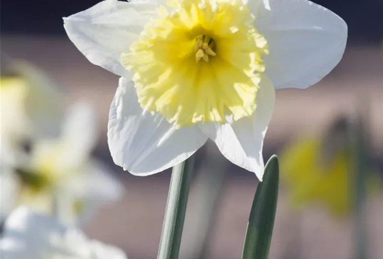 Narcissus