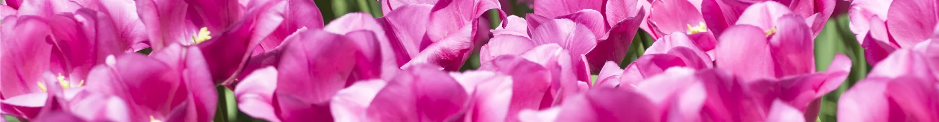 Tulipa, rosa Tulipa, rosa