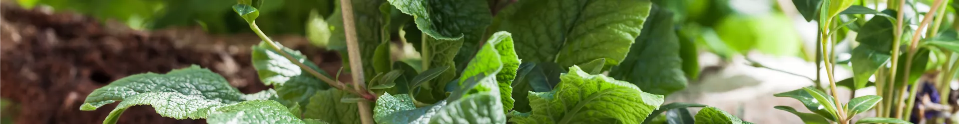 Primula elatior Primula elatior