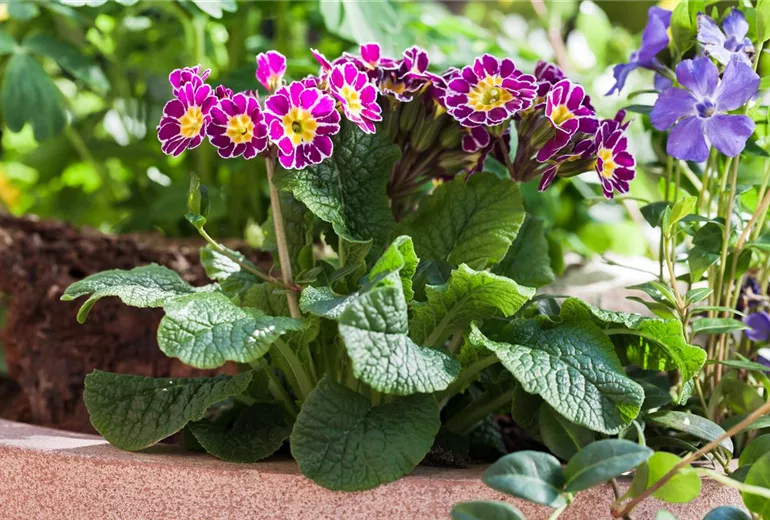 Primula elatior Primula elatior