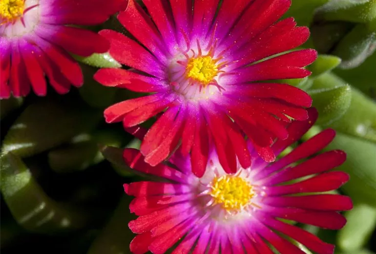 Delosperma cooperi Jewel of Desert 'Garnet'