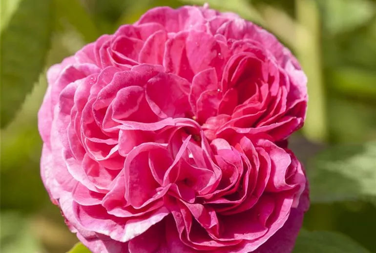 Rosa x damascena Rosa x damascena