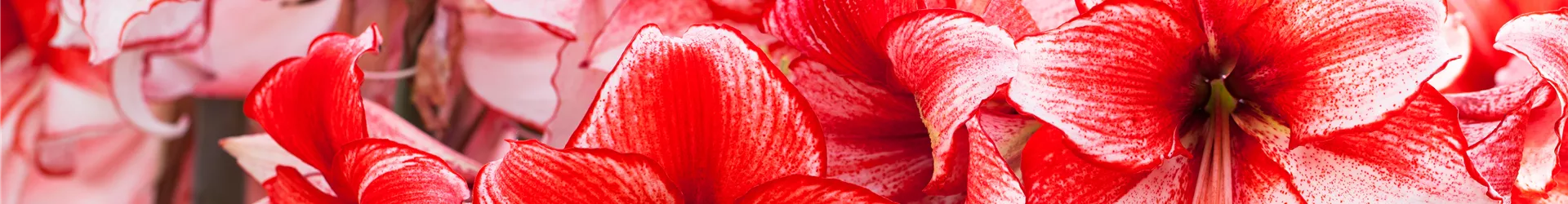 Hippeastrum 'Charisma'