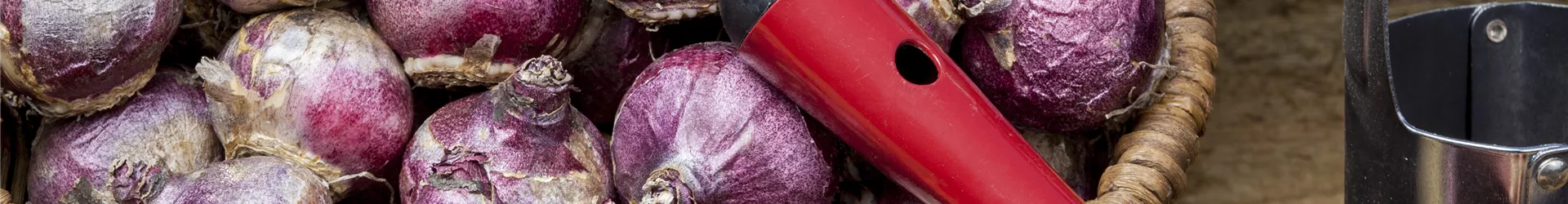 Hyacinthus Hyacinthus