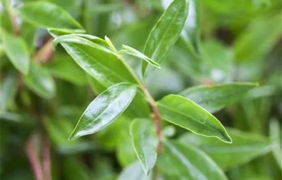 Punica granatum 'Nana' Punica granatum 'Nana'