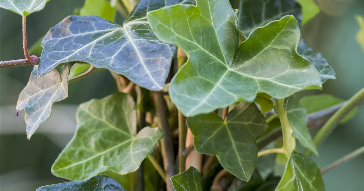 Hedera helix hibernica, Groblttriger Irischer Efeu - GartenBaumschule Fuhs