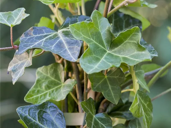 Hedera helix hibernica Hedera helix hibernica