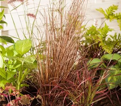 Carex buchananii