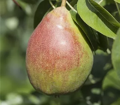 Pyrus com.'Harrow Sweet' CAC Pyrus com.'Harrow Sweet' CAC