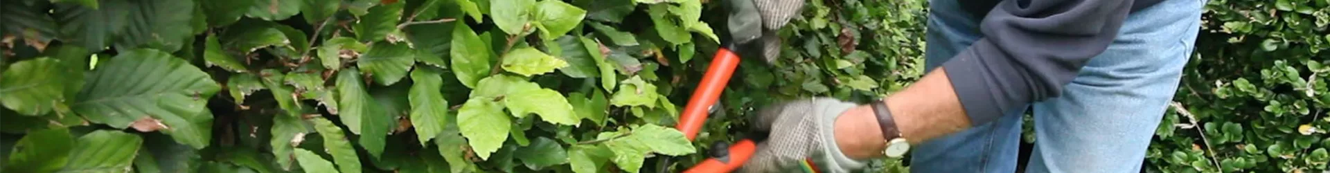 Rotbuchenhecke - Zurückschneiden mit der Hand-Heckenschere (4) Rotbuchenhecke - Zurückschneiden mit der Hand-Heckenschere (4)