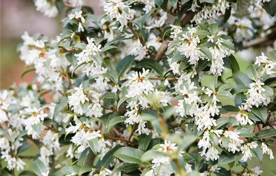 Osmanthus burkwoodii Osmanthus burkwoodii