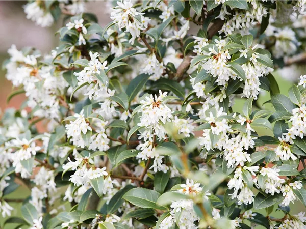 Osmanthus burkwoodii Osmanthus burkwoodii