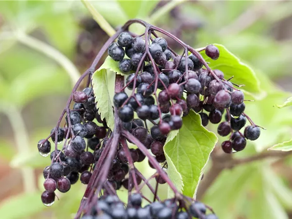 Sambucus nigra 'Haschberg' Sambucus nigra 'Haschberg'